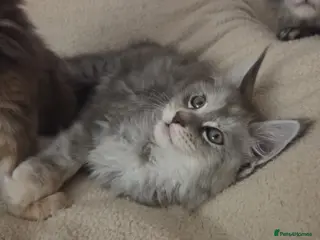 Maine Coon cats Stunning quality Female Tica silver torbie kitten - Advert 3