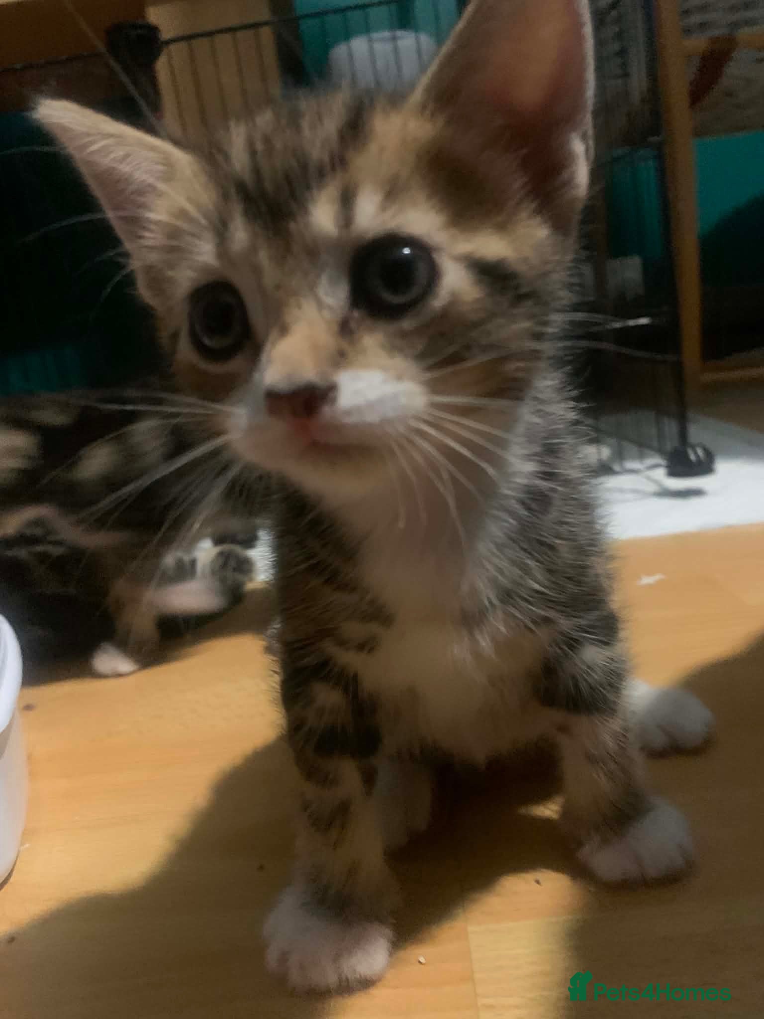 Mixed Breed cats Tabby x Bengal Mix Kittens Multiple Colours - Advert 20