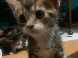Mixed Breed cats American short hair Tabby x Bengal Mix Kittens - Advert 1