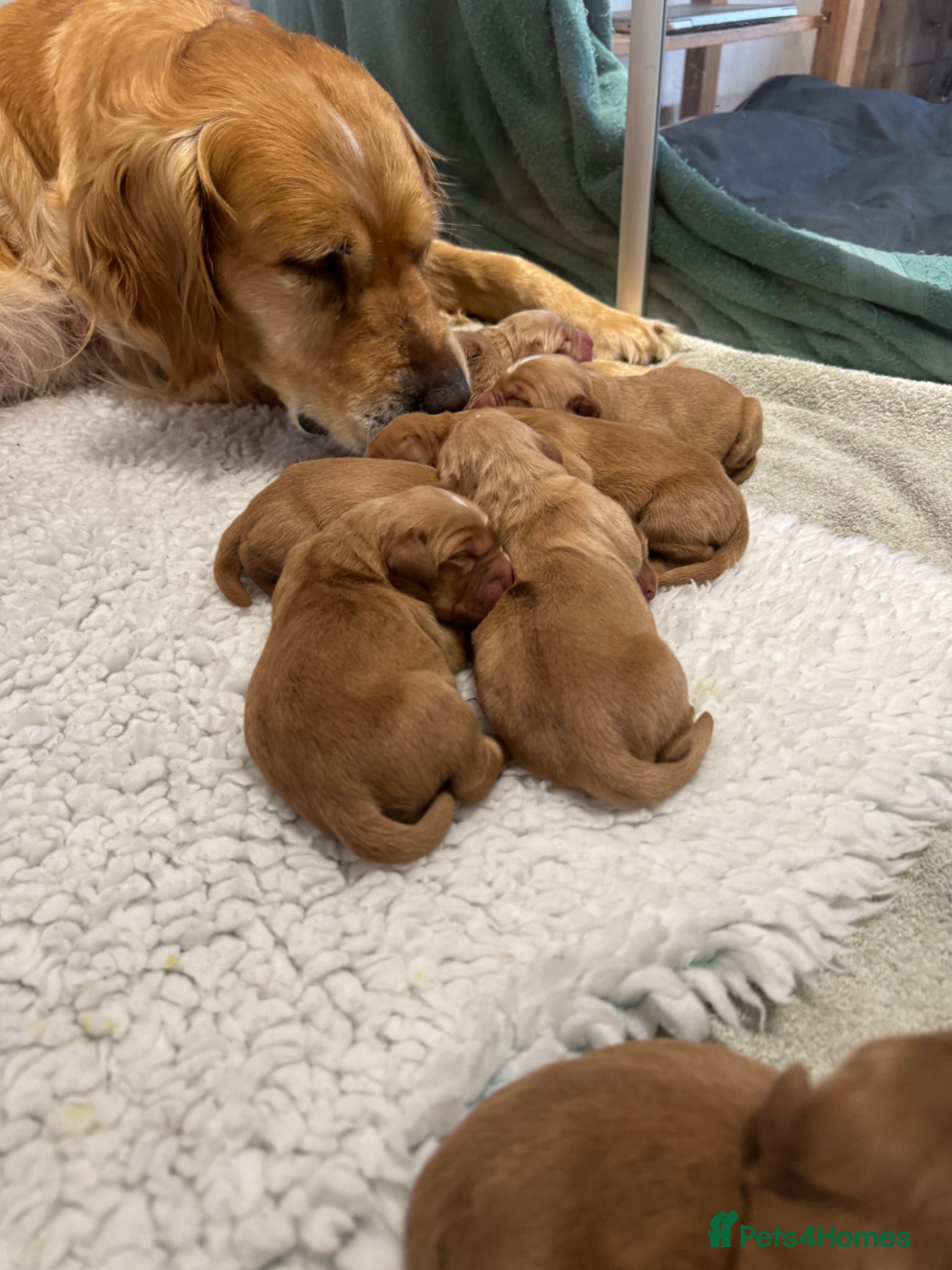 Golden Retriever dogs for sale: Beautiful, KC registered  Golden Retriever puppies - Advert 12