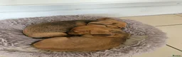 Miniature Dachshund dogs for sale: **1 boy left ready now** - Advert 2