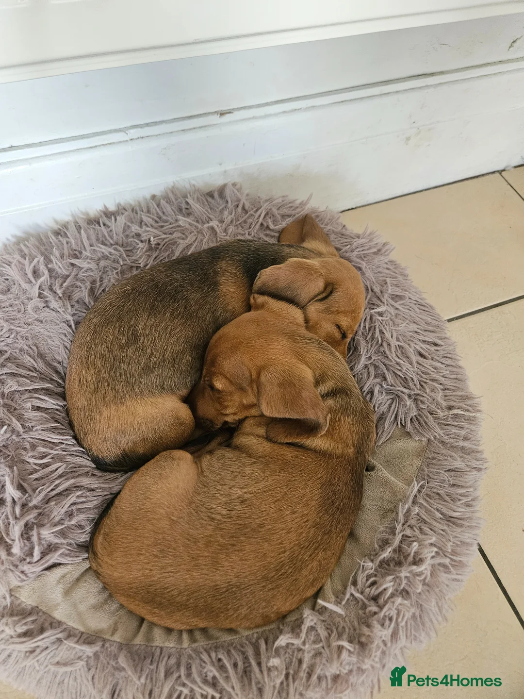 Miniature Dachshund dogs for sale: **1 boy left ready now** - Advert 2