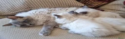 Ragdoll cats for sale: Ragdoll kittens  - Advert 2