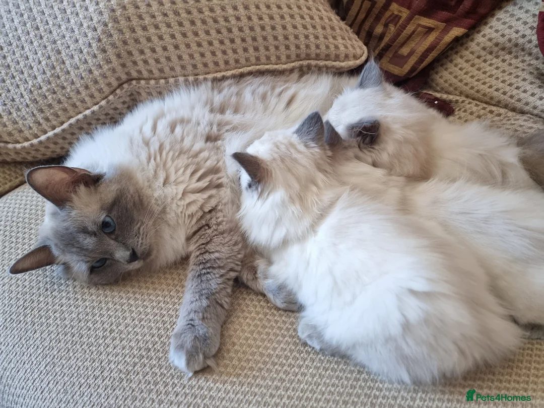 Ragdoll cats for sale: Ragdoll kittens  - Advert 2