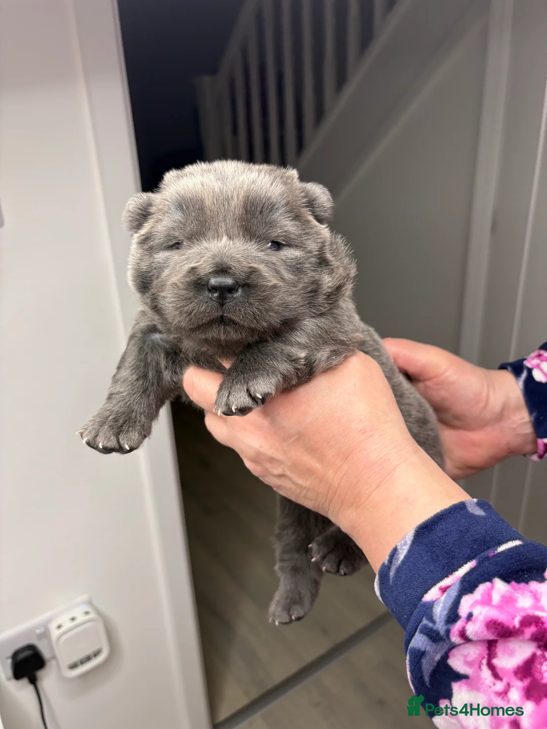 Chow Chow dogs for sale: 4 gorgeous chow chow’s - Advert 4