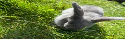 Mixed Breed rabbits for sale: Mini lop / mini lop lion head bunnies - Advert 4