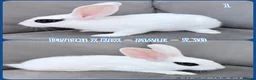 Mixed Breed rabbits for sale: Dutch x Rex Baby Rabbits - Advert 3