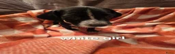 Mixed Breed dogs for sale: Dalmatian x cocker spaniel puppies  - Advert 17