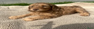 Cockapoo 1