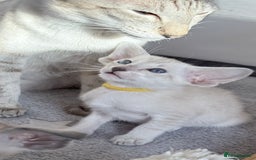 Siamese cats for sale: Cute Siamese kittens  - Image 3