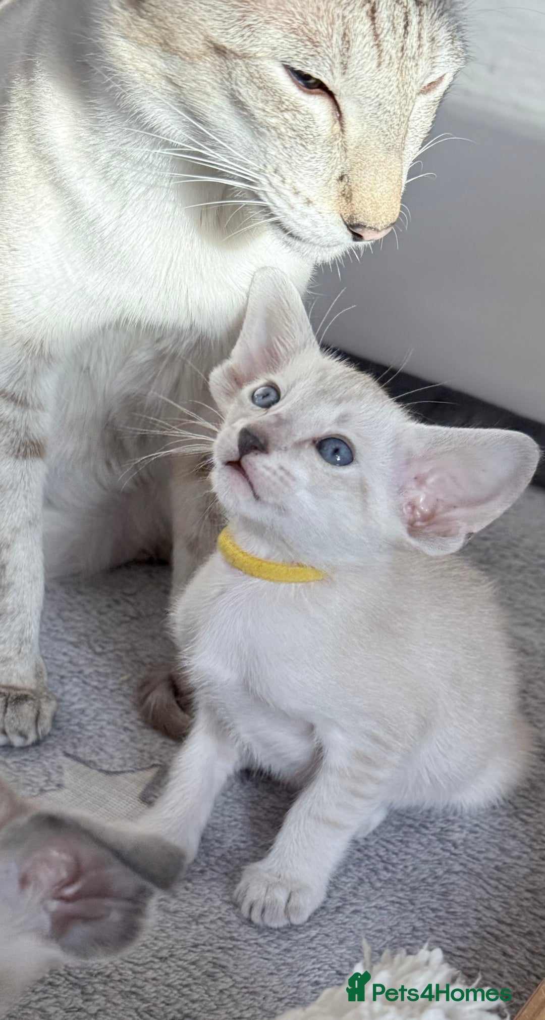 Siamese cats for sale: Cute Siamese kittens  - Image 3