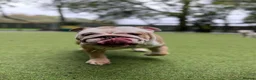 English Bulldog dogs for sale: Ernie  in London - Advert 5