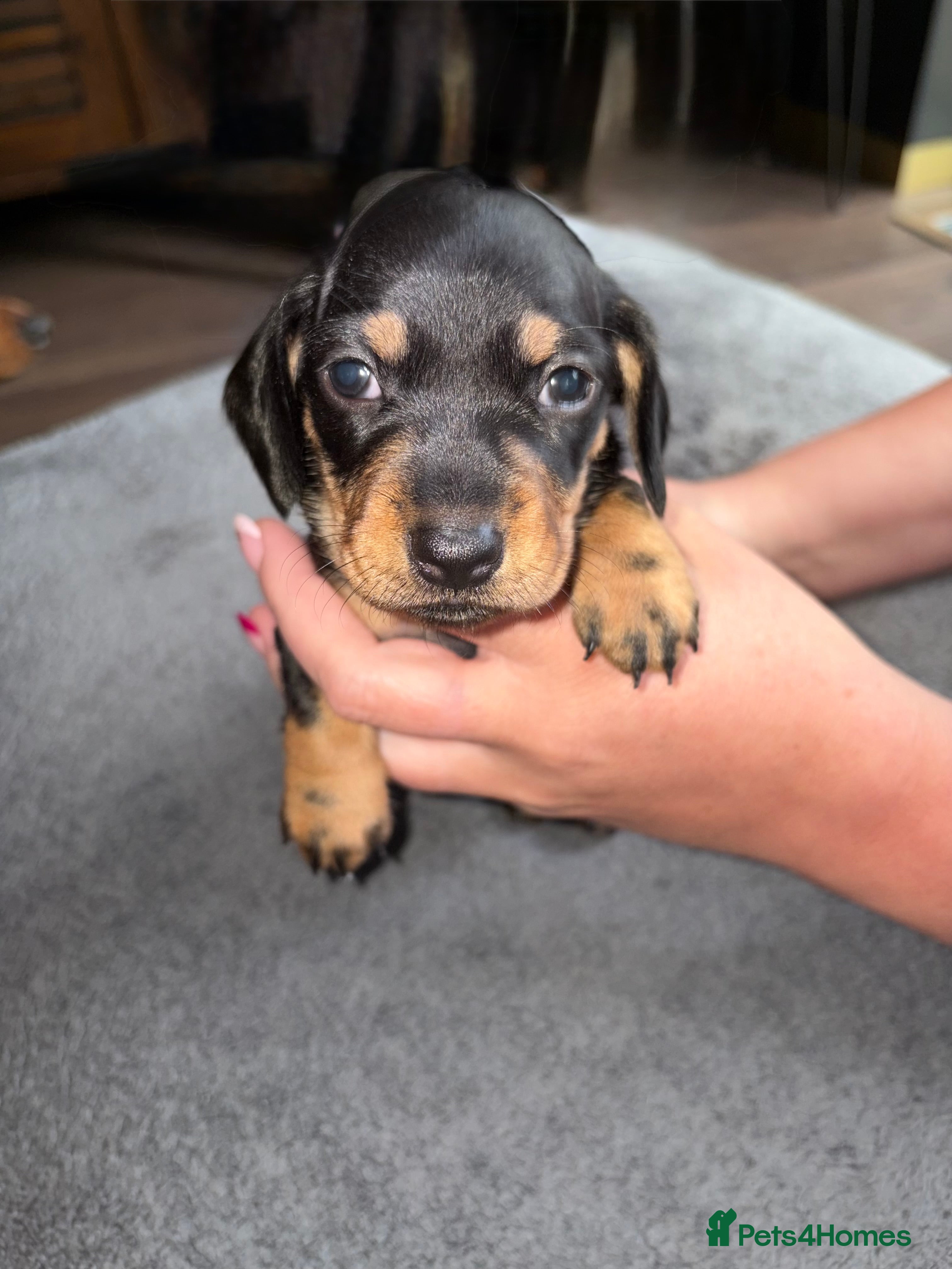 Dachshund dogs Beautiful Dachsunds puppies  - Advert 2