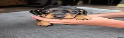 Dachshund dogs for sale: Beautiful Dachsunds puppies  - Advert 2
