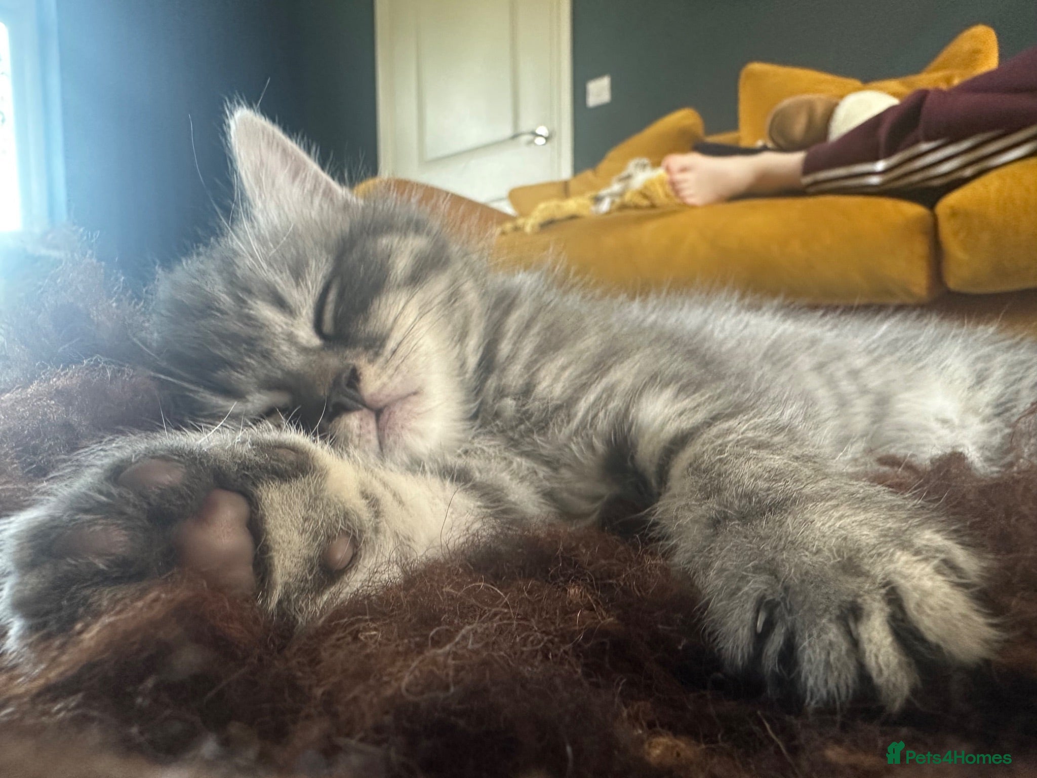 Mixed Breed cats Persian Cross Female kitten & Male-Ready Now  - Advert 16