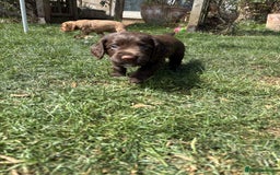 Cocker Spaniel dogs for sale: 🏆 KC Reg Working Cocker Spaniels – FTCH Line 🐾 - Image 12