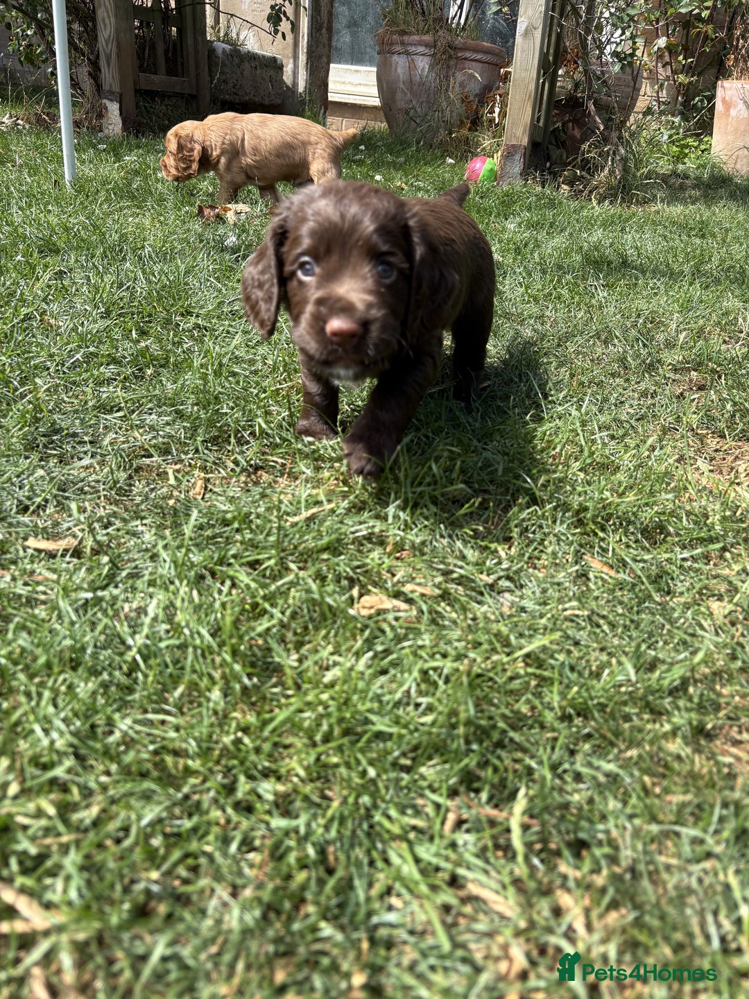Cocker Spaniel dogs for sale: 🏆 KC Reg Working Cocker Spaniels – FTCH Line 🐾 - Image 12