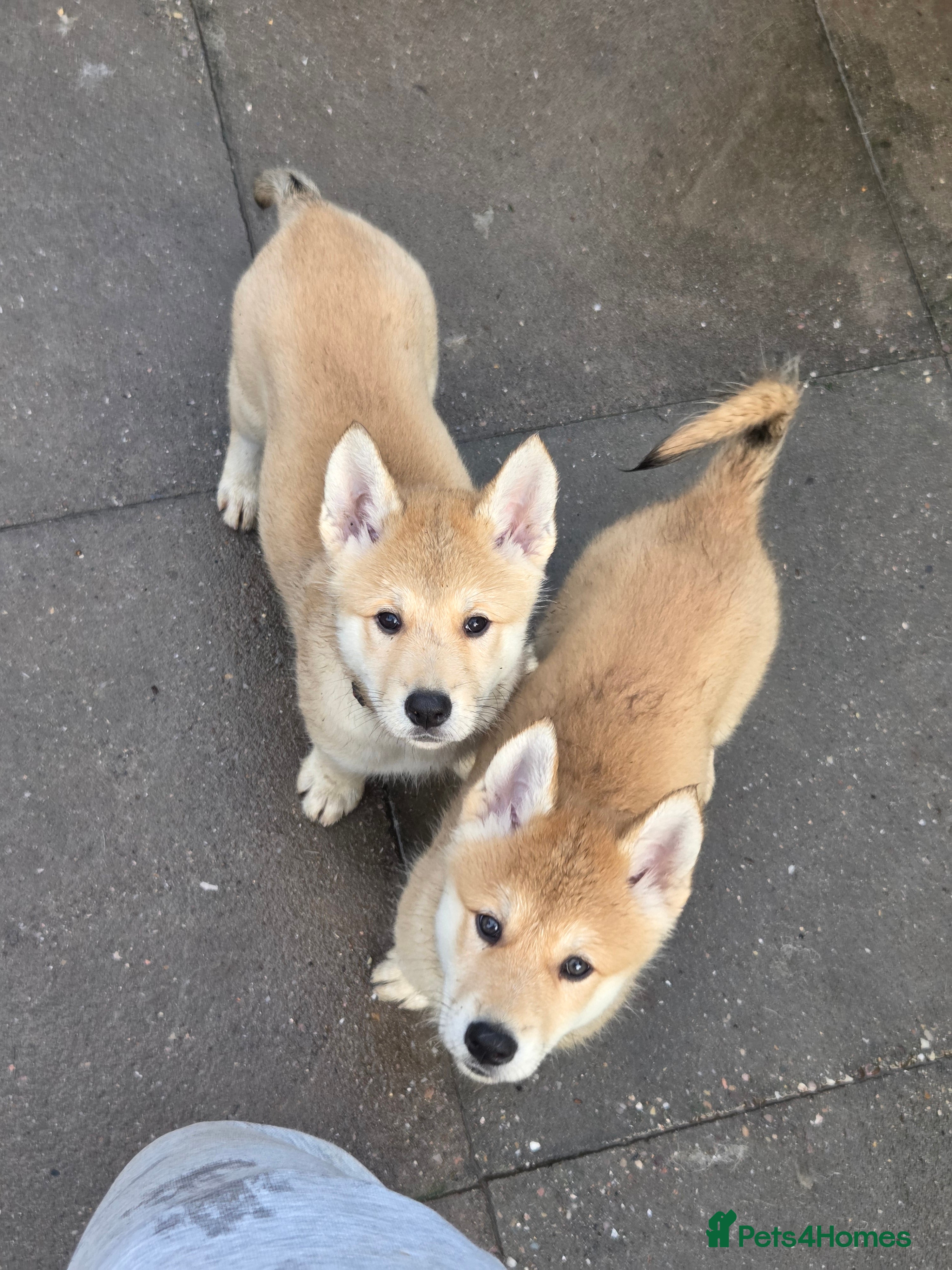Mixed Breed dogs Czech Wolfdog × Akita/Malamute Puppies - Advert 4