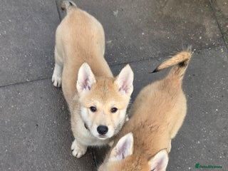 Mixed Breed dogs Czech Wolfdog × Akita/Malamute Puppies - Advert 4