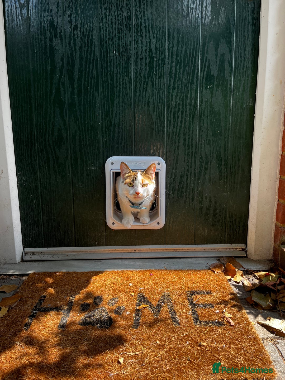 Mixed Breed cats for sale: Bella & Kali - Sisters Looking for a Loving Home - Advert 10