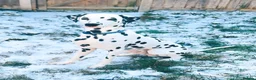 Dalmatian dogs for adoption: Bono 4yrs Dalmatian  in Newmarket - Advert 2