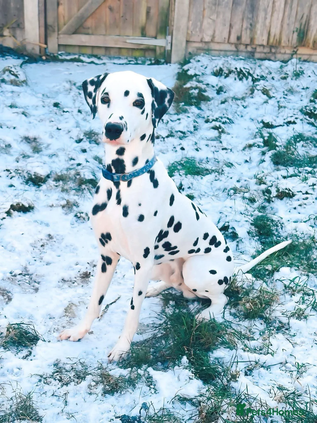 Dalmatian dogs for adoption: Bono 4yrs Dalmatian  in Newmarket - Advert 2