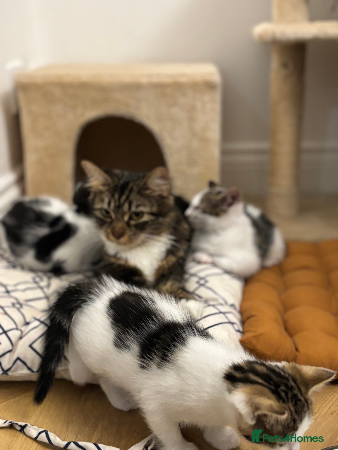 Mixed Breed cats for sale: Gorgeous mixed kittens from European Tabby breed - Image 8