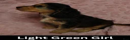 Cocker Spaniel dogs for sale: Quality, Show Type, Cocker Spaniel Puppies - Advert 15