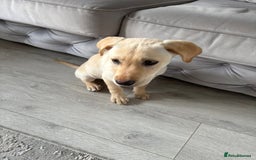 Labrador Retriever dogs for sale: BOY Labrador  in Coatbridge - Image 7