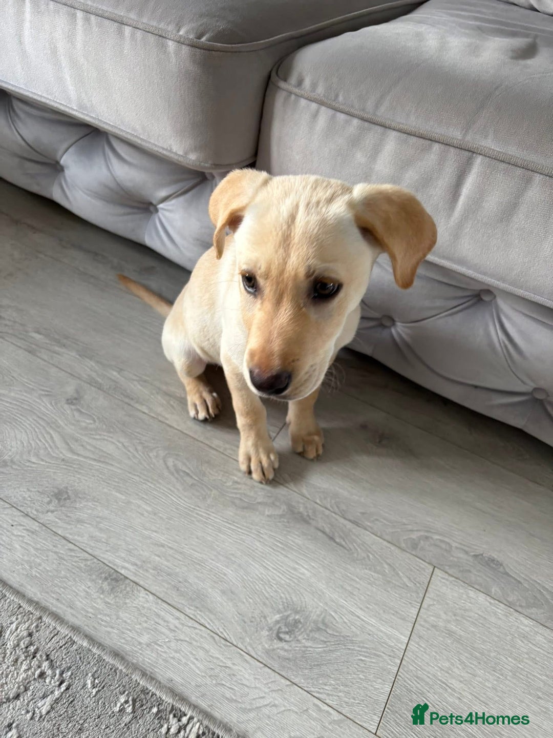Labrador Retriever dogs for sale: BOY Labrador  in Coatbridge - Image 7
