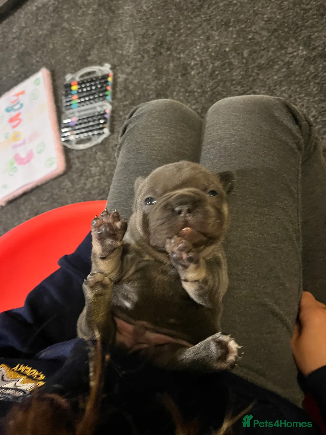 French Bulldog dogs for sale: Health tested kc reg blue/tan lilac tan puppies - Advert 15