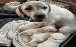 Labrador Retriever dogs for sale: Beautiful KC pure pedigree Labrador puppies - Image 4