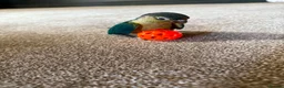 Conures birds for sale: Green Cheek Conure Looking for His Forever Home - Advert 4