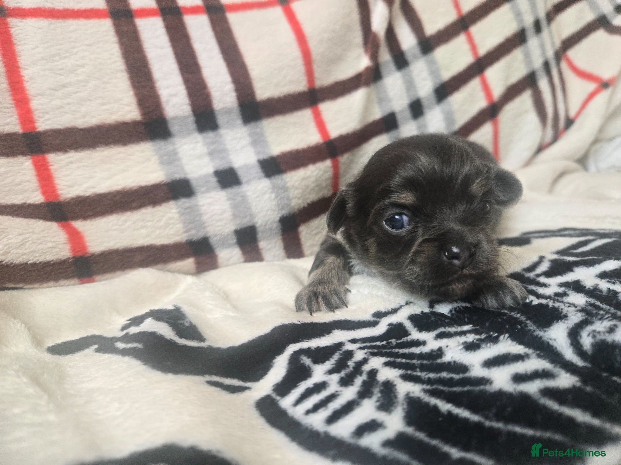 Chihuahua dogs Absolutely beautiful chihuahua puppies - Advert 20