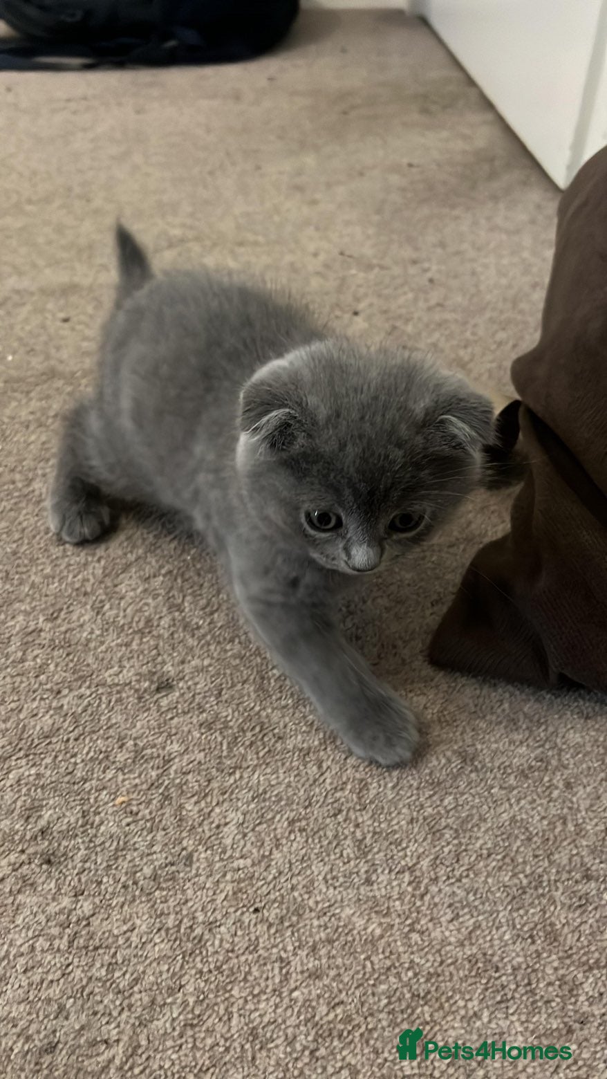 Scottish Fold cats Scottish fold kitten  - Advert 1