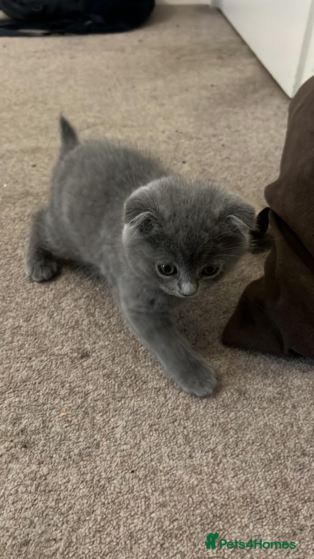 Scottish Fold cats for sale: Scottish fold kitten  - Advert 1