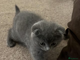 Scottish Fold cats Scottish fold kitten - Advert 1