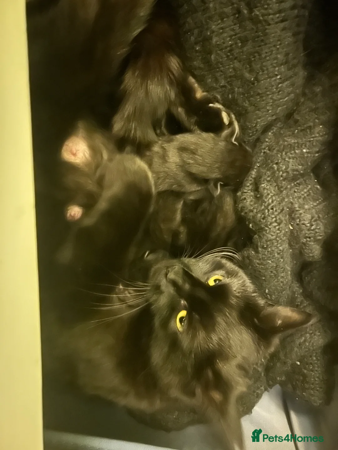 Mixed Breed cats for sale: Black kittens for sale - 2 boys & 1 girl  - Advert 14