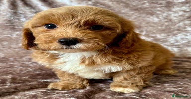 Maltipoo dogs - Advert 11