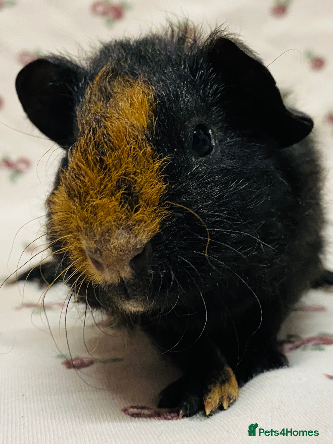 Guinea Pig rodents for sale: Skinny pig and fluffy baby boy pair - Advert 5