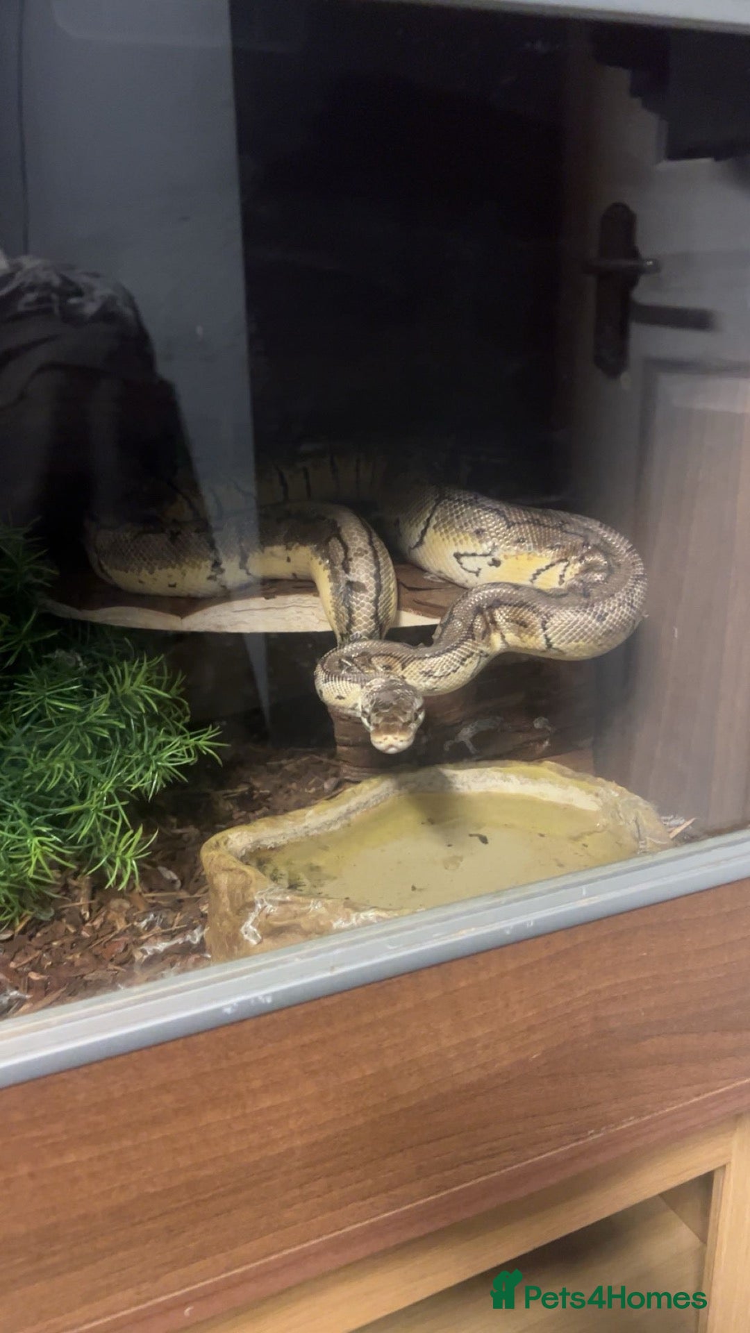 Python Snake reptiles Lemon blast ball python with enclosure  - Advert 1