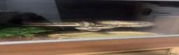 Python Snake reptiles for sale: Lemon blast ball python with enclosure  in Wakefield - Advert 1