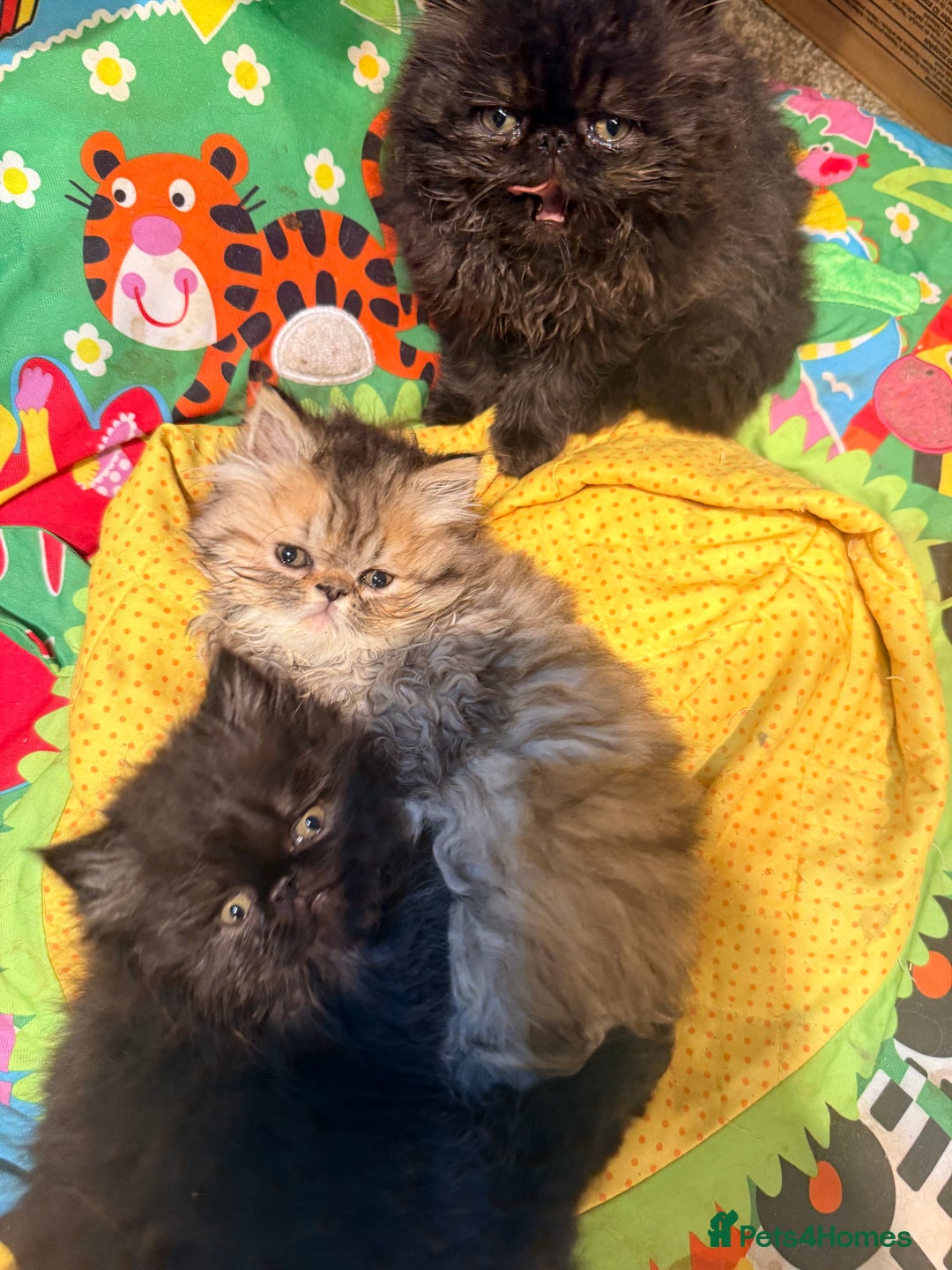 Persian cats for sale: Stunning GCCF reg Persians – Born Halloween 2025  - Advert 10