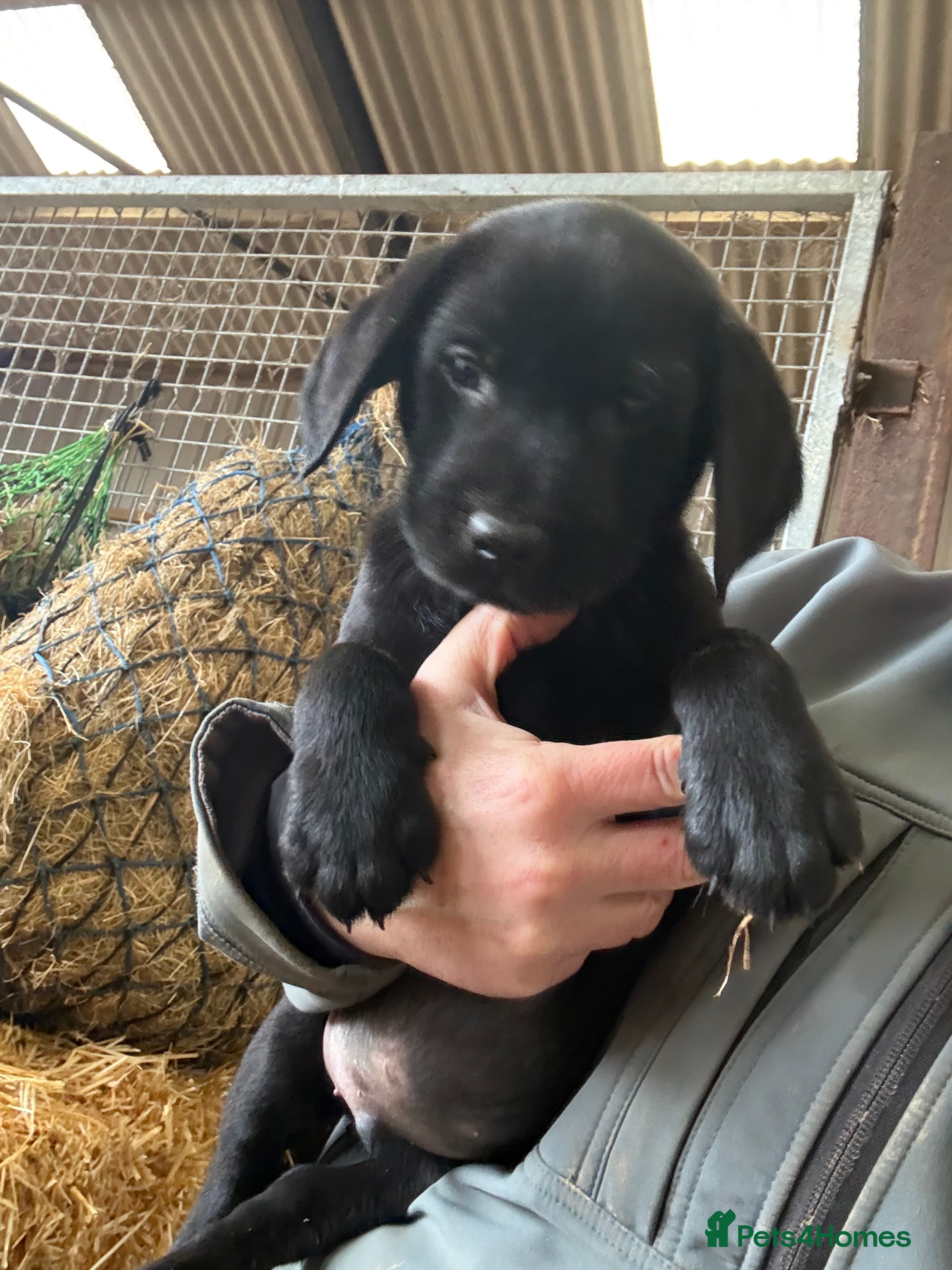 Labrador Retriever dogs Labrador puppies Boy ready now - Advert 17