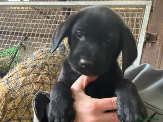 Labrador Retriever dogs Labrador puppies Boy ready now - Advert 17