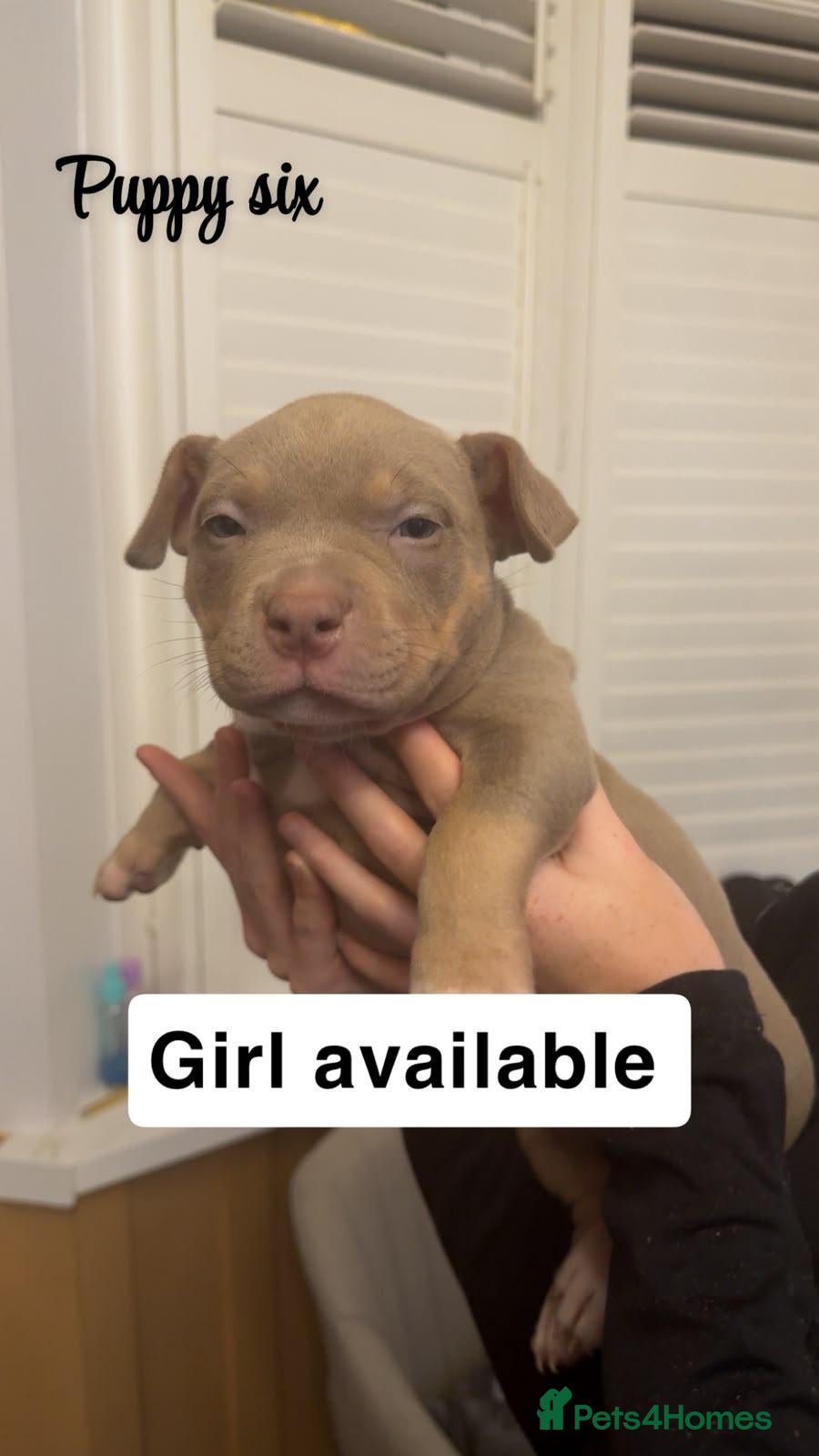American Bully dogs Pocket Bully Puppies - Advert 2