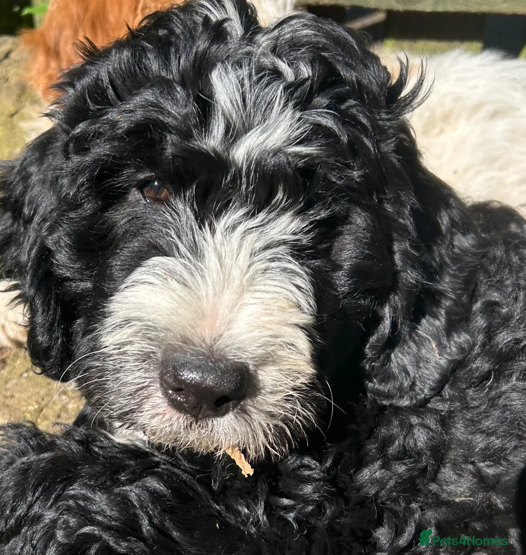 Bernedoodle dogs for sale: Beautiful Bernedoodles - Advert 2