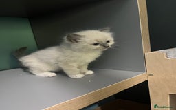 Ragdoll cats for sale: GCCF Ragdoll kittens ready now - Image 19
