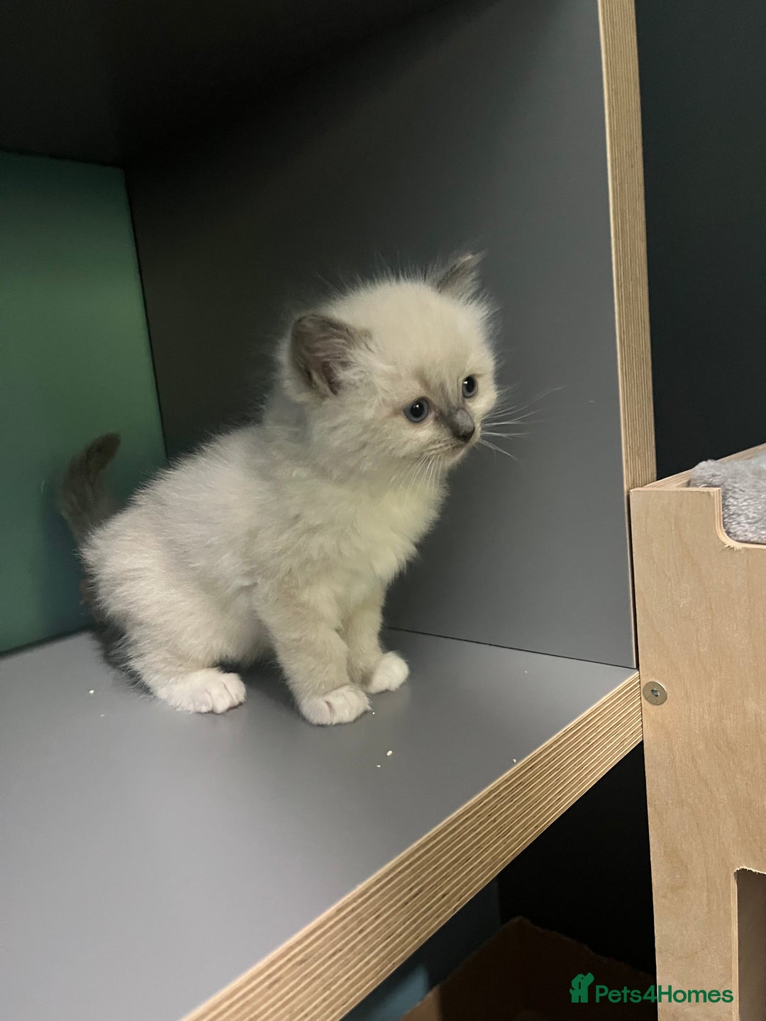 Ragdoll cats for sale: GCCF Ragdoll kittens ready now - Image 19