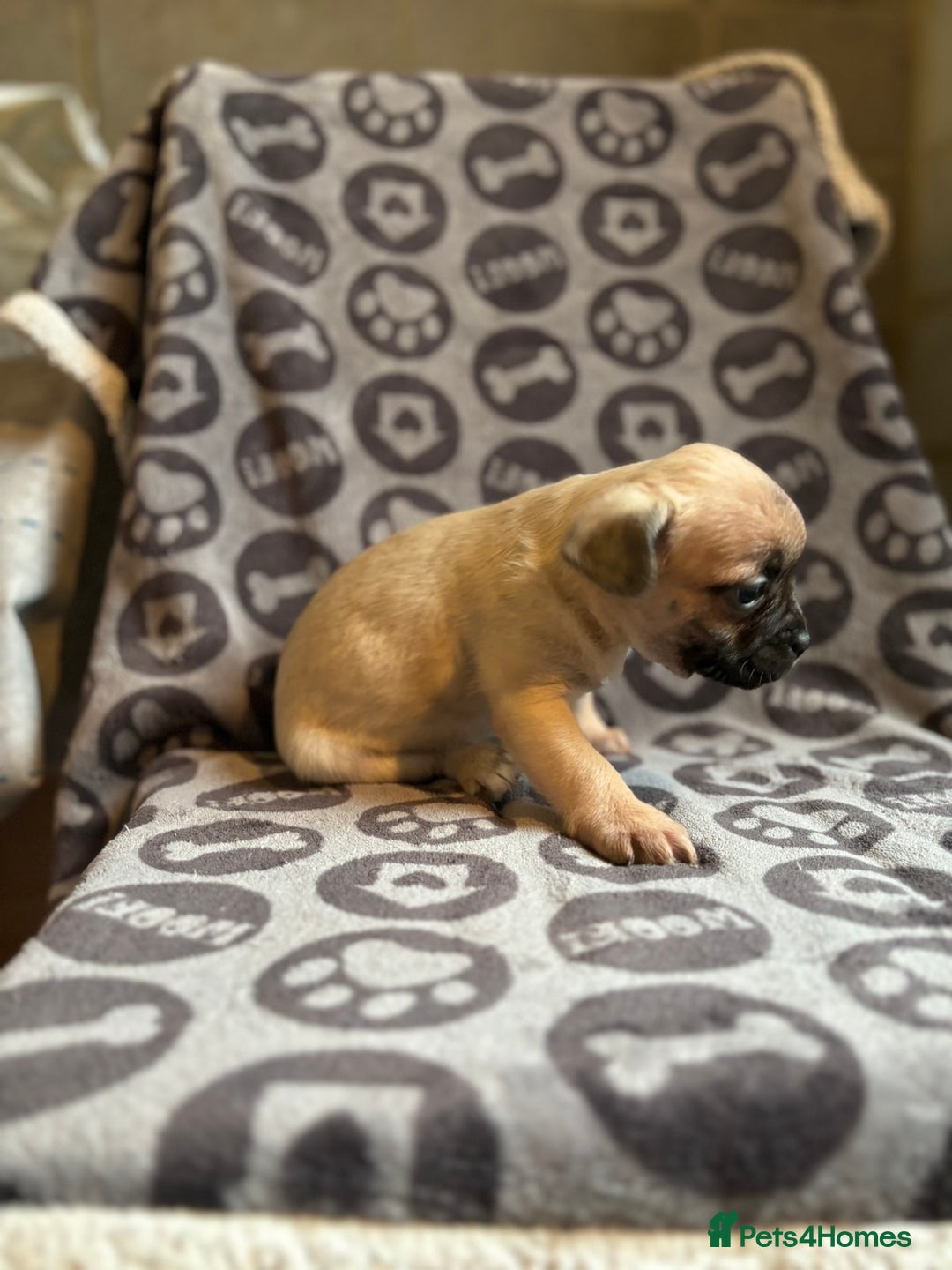 Mixed Breed dogs for sale: Beautiful litter of four puppies cross bread  - Advert 7